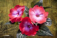 /album/fotogaleria-fotografia-macro/gfttt-40-640x480-jpg/